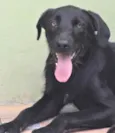 Cachorro raça  idade 1 ano nome BOLT FILHOTE