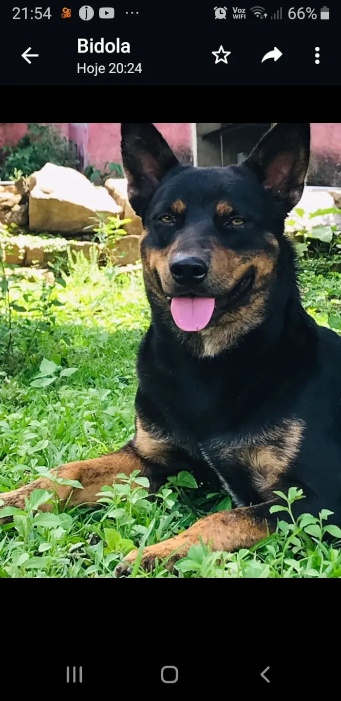 Cachorro ra a Burilha idade 2 anos nome Desconhecido