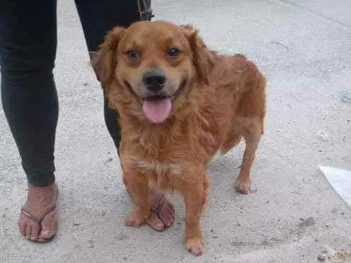 Cachorro ra a SRD idade 2 anos nome Dudu