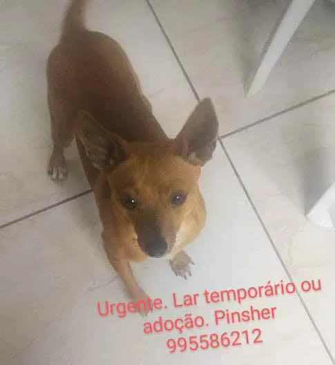 Cachorro ra a Pinsher idade 2 anos nome Minduin