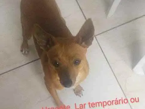 Cachorro ra a Pinsher idade 2 anos nome Minduin