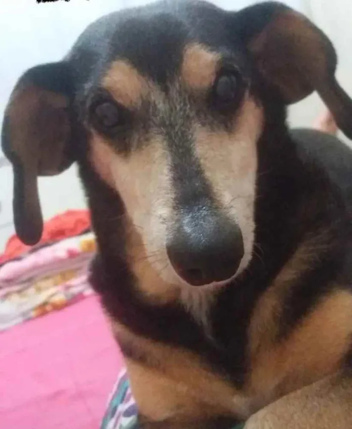 Cachorro ra a Basset vira lata idade 6 ou mais anos nome Bell