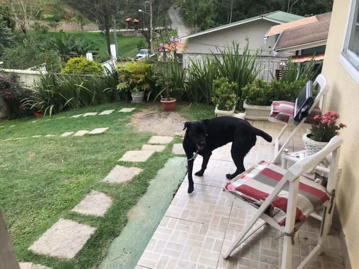 Cachorro ra a Não sei idade 1 ano nome Não sei