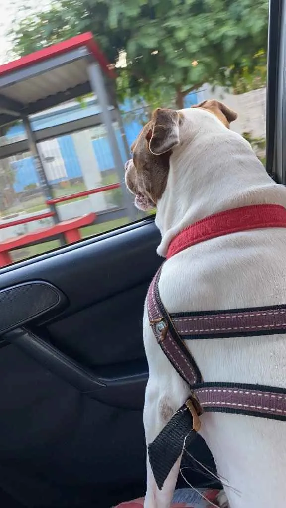 Cachorro ra a Pitbul com boxer idade 7 a 11 meses nome Jhenni