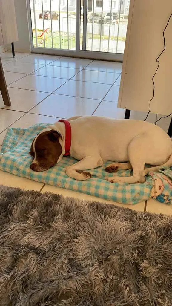 Cachorro ra a Pitbul com boxer idade 7 a 11 meses nome Jhenni