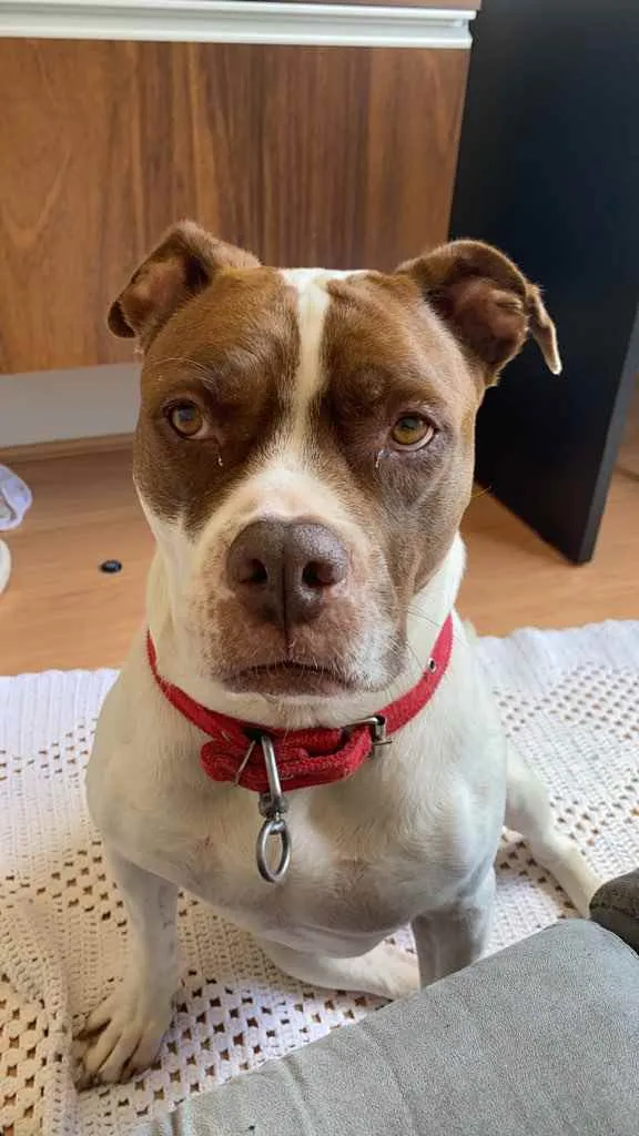 Cachorro ra a Pitbul com boxer idade 7 a 11 meses nome Jhenni