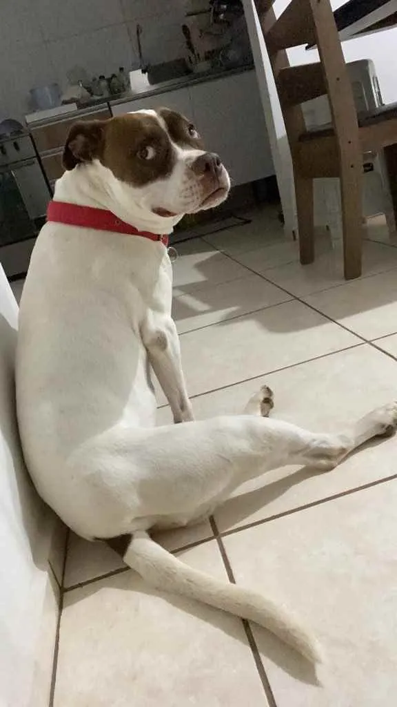Cachorro ra a Pitbul com boxer idade 7 a 11 meses nome Jhenni