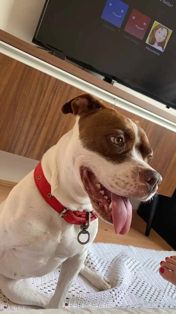 Cachorro ra a Pitbul com boxer idade 7 a 11 meses nome Jhenni