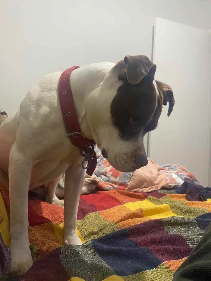 Cachorro ra a Pitbul com boxer idade 7 a 11 meses nome Jhenni