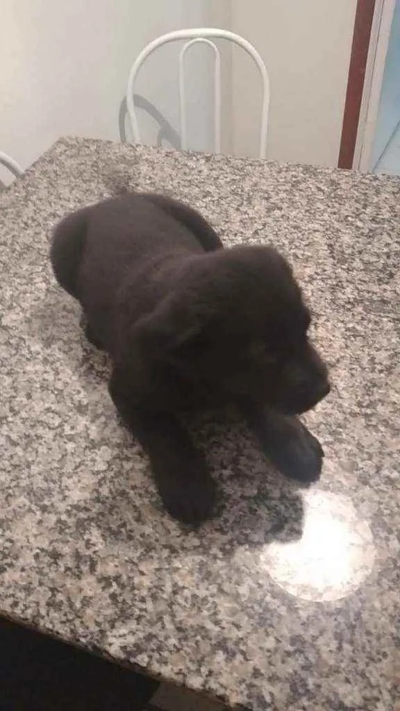 Cachorro ra a SRD idade Abaixo de 2 meses nome Bebe e baby