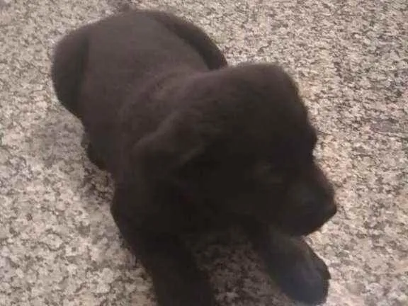 Cachorro ra a SRD idade Abaixo de 2 meses nome Bebe e baby