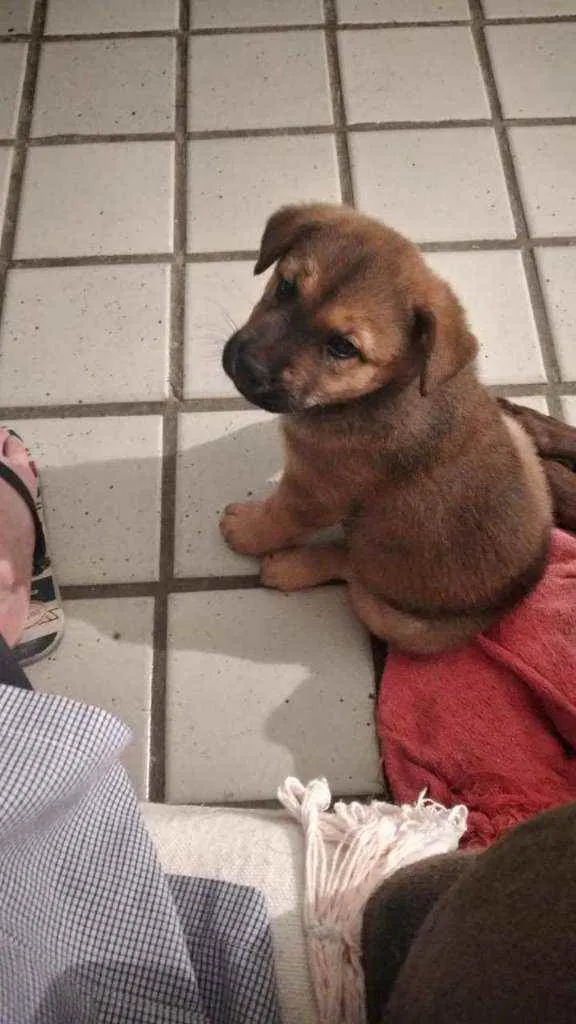 Cachorro ra a SRD idade Abaixo de 2 meses nome Bebe e baby