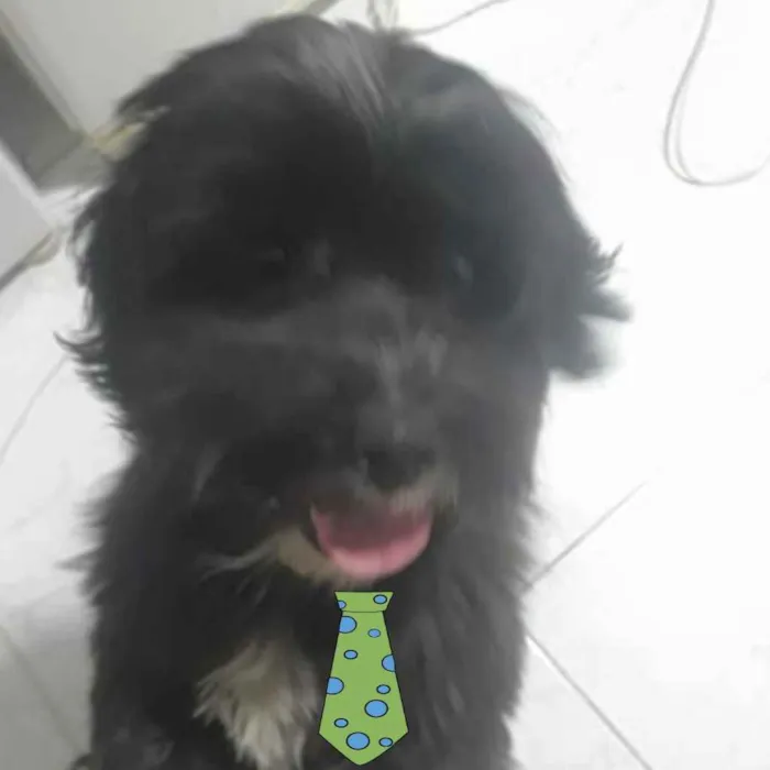 Cachorro ra a Mestiço  idade 2 a 6 meses nome Nino 