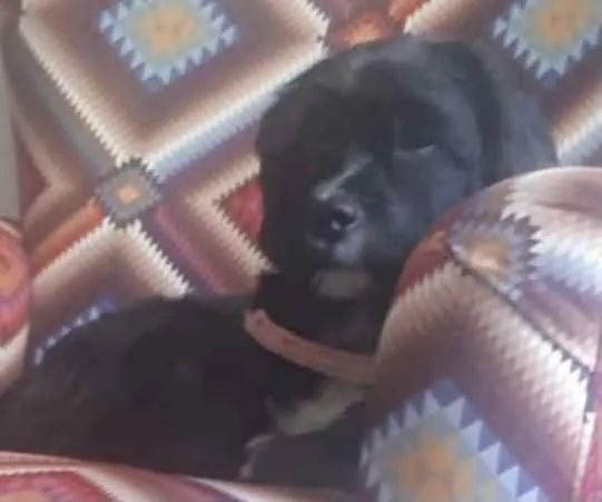 Cachorro ra a Mestiço  idade 2 a 6 meses nome Nino 