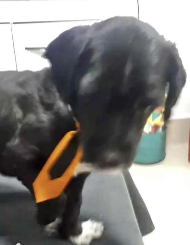 Cachorro ra a Mestiço  idade 2 a 6 meses nome Nino 