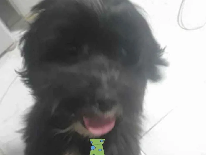 Cachorro ra a Mestiço  idade 2 a 6 meses nome Nino 