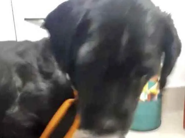 Cachorro ra a Mestiço  idade 2 a 6 meses nome Nino 