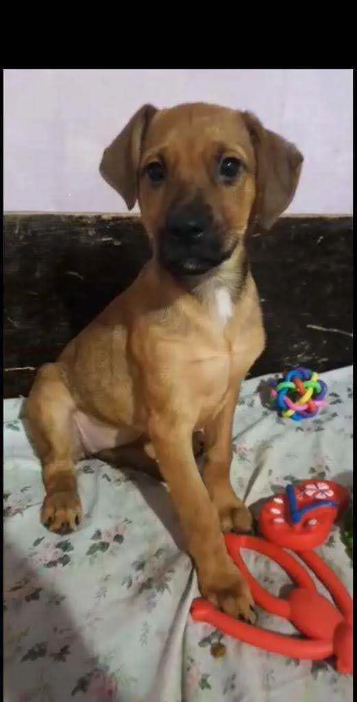 Cachorro ra a SRD idade 2 a 6 meses nome Malu