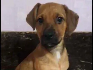 Cachorro raça SRD idade 2 a 6 meses nome Malu