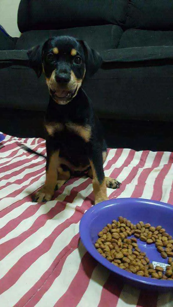 Cachorro ra a SRD idade 2 a 6 meses nome Perola
