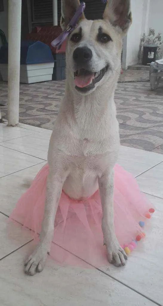 Cachorro ra a SRD idade 1 ano nome Valentina