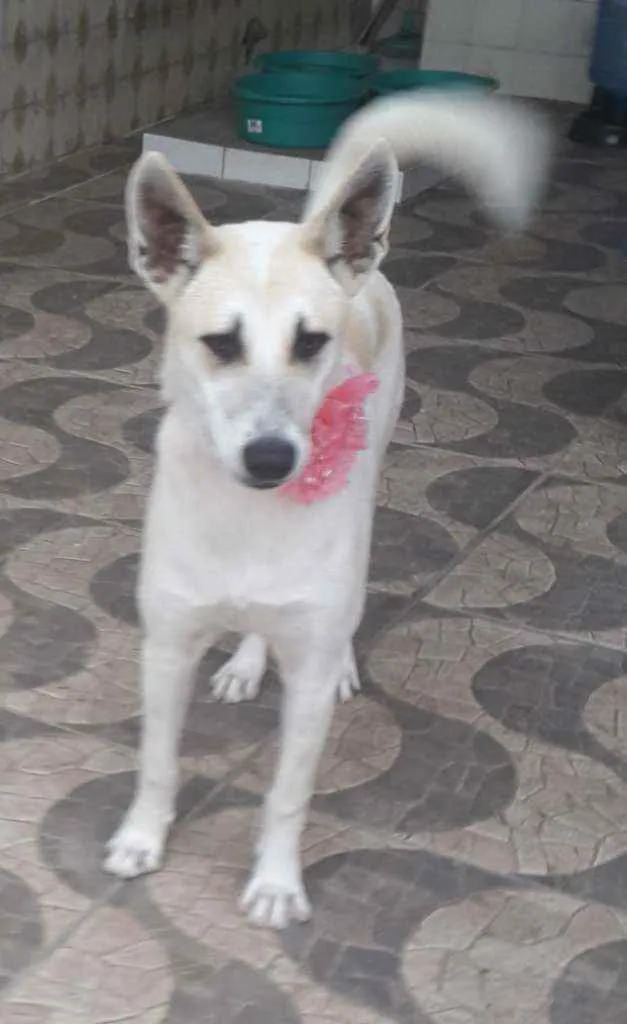 Cachorro ra a SRD idade 1 ano nome Valentina