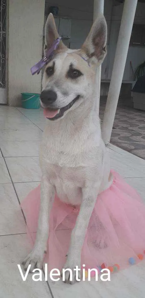 Cachorro ra a SRD idade 1 ano nome Valentina