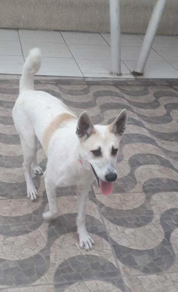 Cachorro ra a SRD idade 1 ano nome Valentina