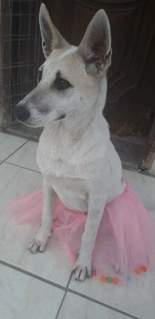 Cachorro ra a SRD idade 1 ano nome Valentina