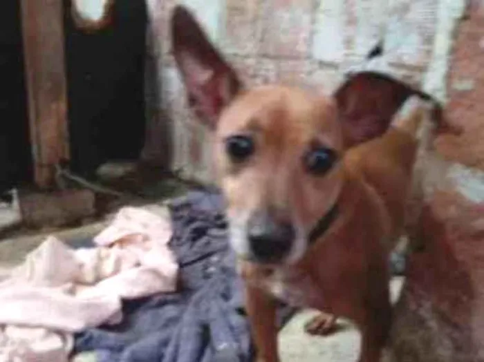 Cachorro ra a Pinsher idade 2 anos nome Biel