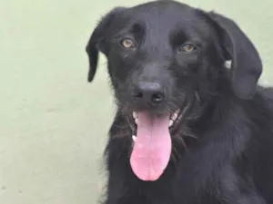 Cachorro raça  idade 1 ano nome BOLT FILHOTE