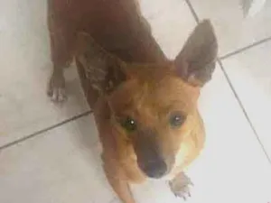 Cachorro raça Pinsher idade 2 anos nome Minduin