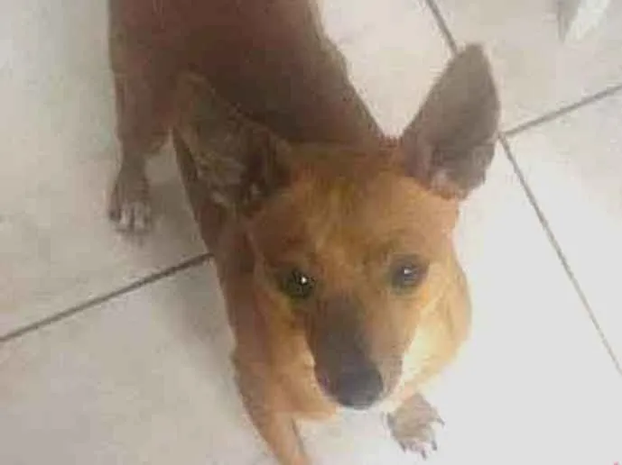 Cachorro ra a Pinsher idade 2 anos nome Minduin