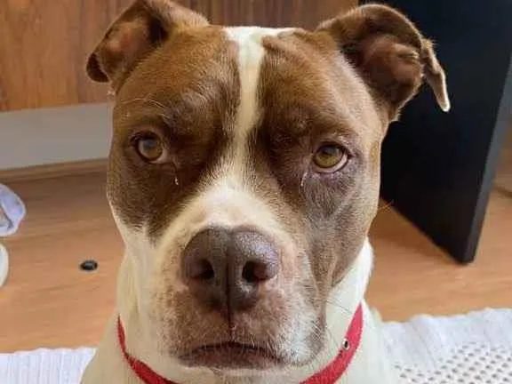 Cachorro ra a Pitbul com boxer idade 7 a 11 meses nome Jhenni