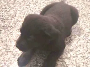 Cachorro raça SRD idade Abaixo de 2 meses nome Bebe e baby