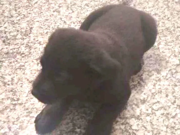 Cachorro ra a SRD idade Abaixo de 2 meses nome Bebe e baby