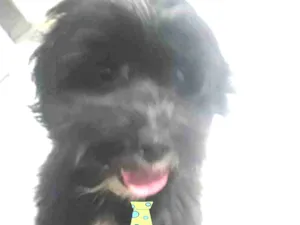 Cachorro raça Mestiço  idade 2 a 6 meses nome Nino 