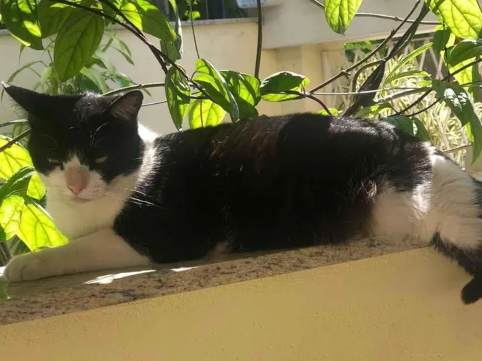Gato ra a SRD idade 3 anos nome Dilma
