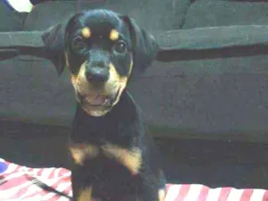 Cachorro raça SRD idade 2 a 6 meses nome Perola