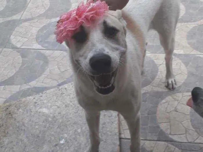 Cachorro ra a SRD idade 1 ano nome Valentina