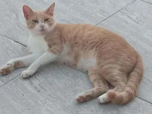 Gato raça Srd idade 1 ano nome Russo