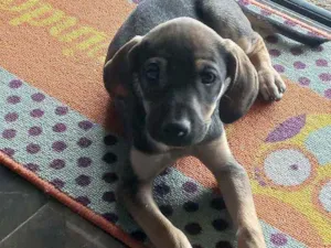 Cachorro raça Vira lata idade 2 a 6 meses nome Sky