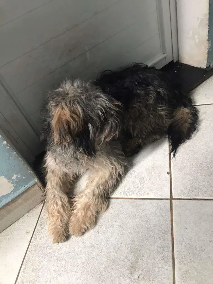 Cachorro ra a Mestiço idade 1 ano nome Thor