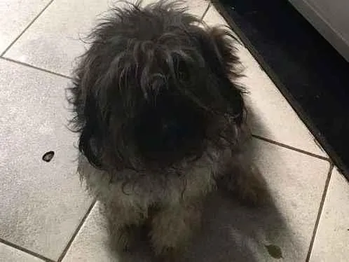 Cachorro ra a Mestiço idade 1 ano nome Thor