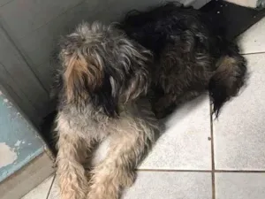 Cachorro raça Mestiço idade 1 ano nome Thor