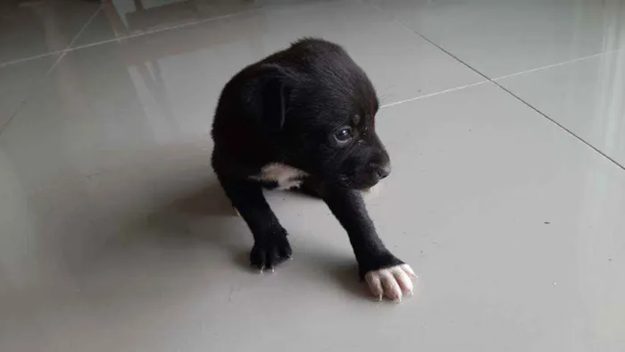 Cachorro raça Indefenida idade Abaixo de 2 meses nome Cão 