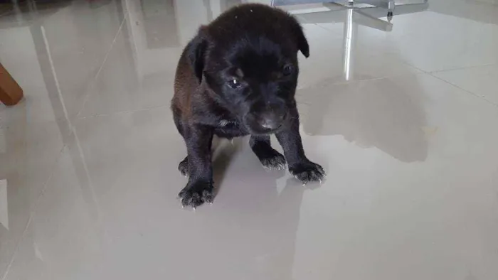 Cachorro raça Indefenida idade Abaixo de 2 meses nome Cão 