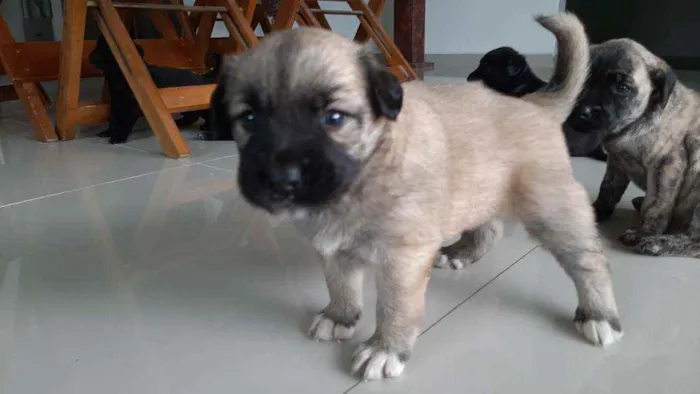 Cachorro raça Indefenida idade Abaixo de 2 meses nome Cão 