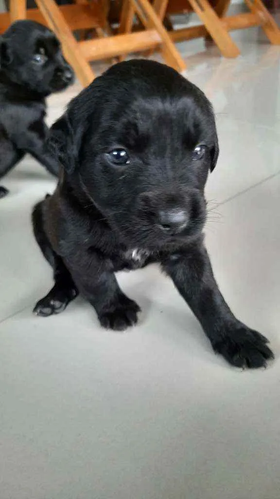 Cachorro raça Indefenida idade Abaixo de 2 meses nome Cão 