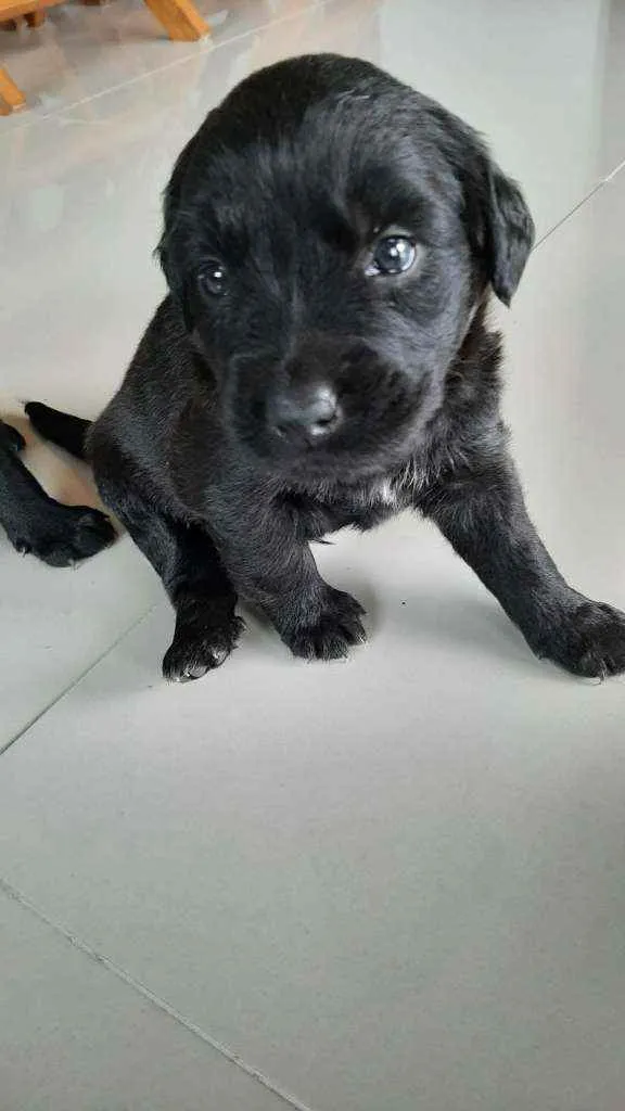 Cachorro raça Indefenida idade Abaixo de 2 meses nome Cão 